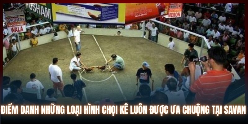 Điểm danh những loại hình chọi kê luôn được ưa chuộng tại Savan